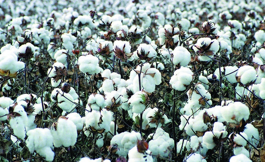 棉花专用_河北三生液肥