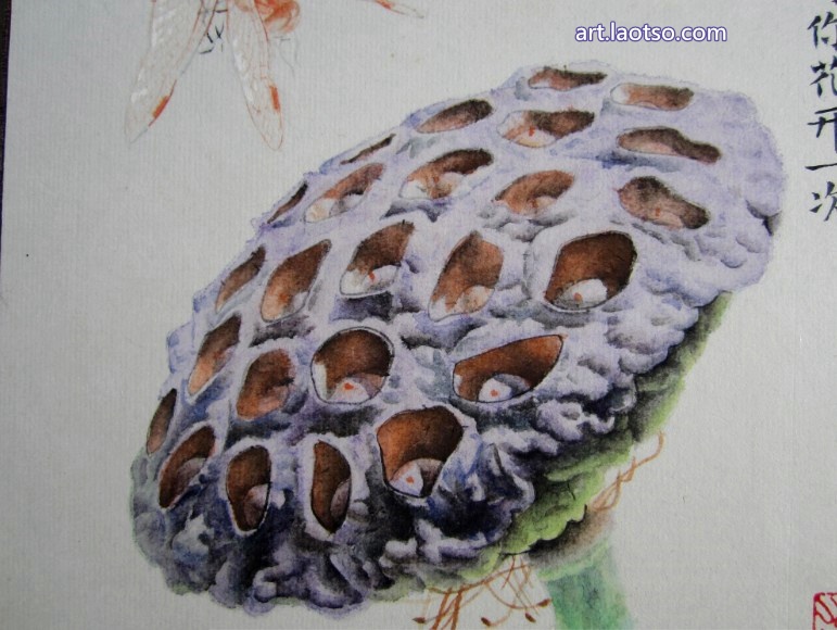 卡纸工笔画:莲子