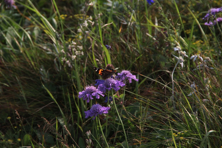 问心哪得醉如许,为有佳景在眼前-8月11日亲子麻田