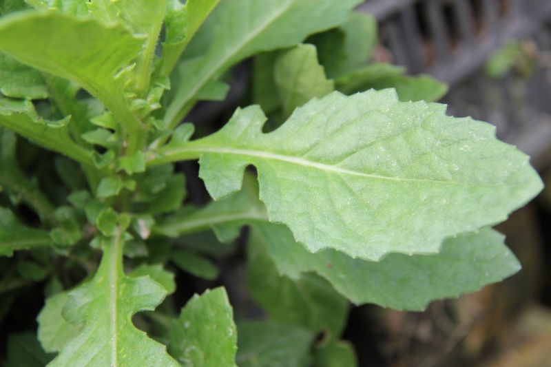 庆元植物510菊科菊三七属白子菜