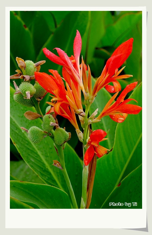雨滴蕉叶花更艳