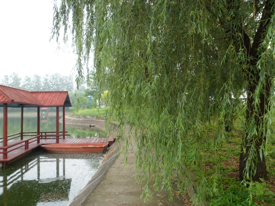 来到生态庄园永丰林,柳林绝色,不得不乐.贴图啦!)回归自然神最定.