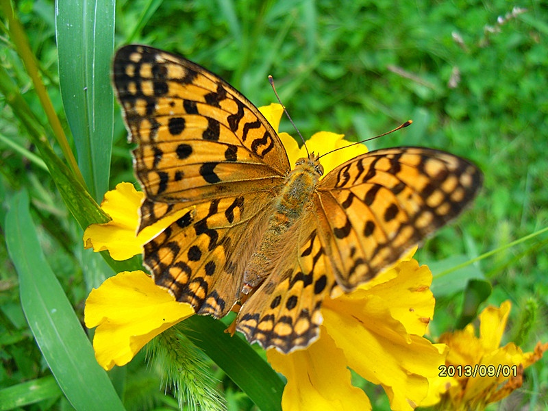 灿福蛱蝶绿豹蛱蝶(雌)绿豹蛱蝶(雌)钩蛱蝶灿福蛱蝶和钩蛱蝶豆娘黄粉蝶