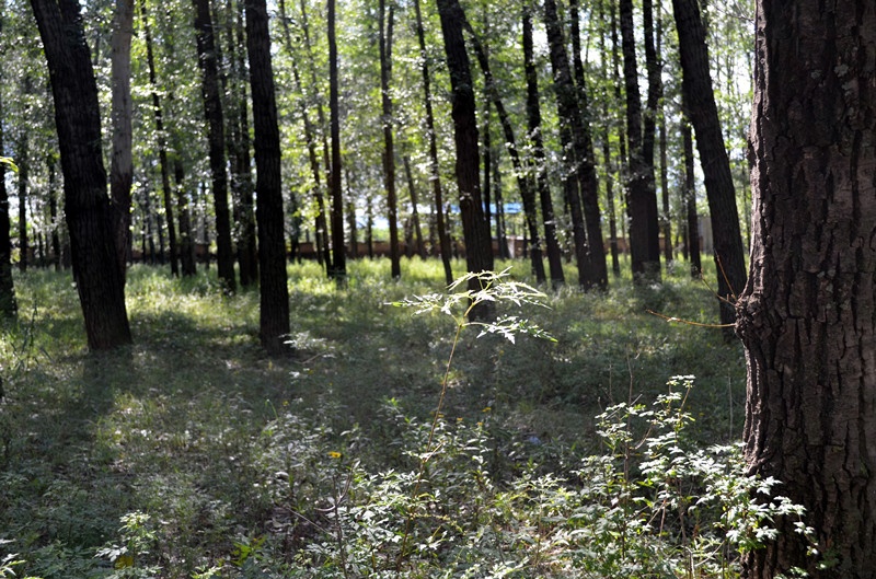 野菊花草地里的蘑菇桥头倚佳人去逛小树林儿