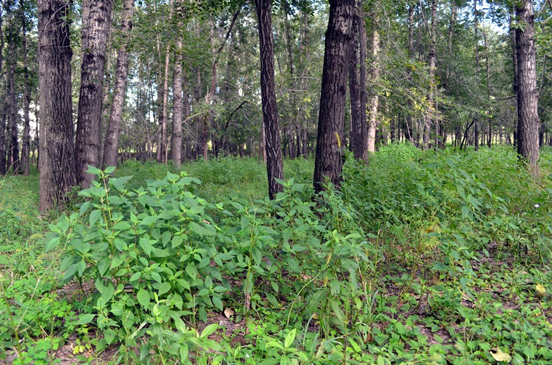 曲径通幽茂密的植被野菊花草地里的蘑菇桥头倚佳人去逛小树林儿