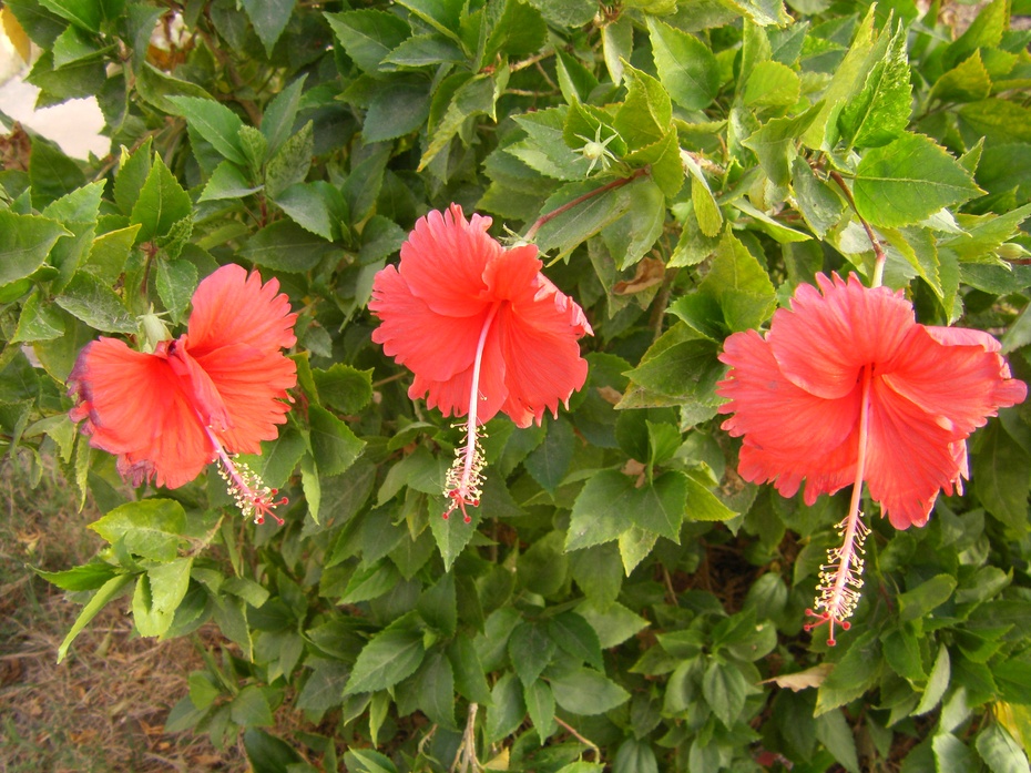 我们院子里开的花,它很奇特,早晚花会闭合,只有太阳出来时才盛开,而且