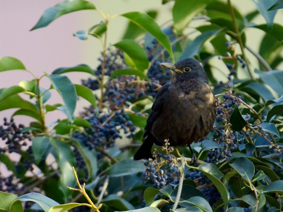 摄影习作(2015—9)拍摄的百舌鸟