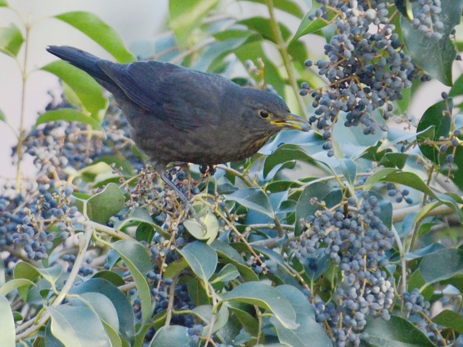 摄影习作(2015—9)拍摄的百舌鸟