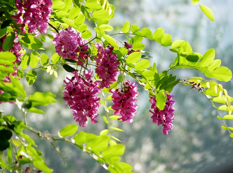 9,新宁广场附近,紫花洋槐