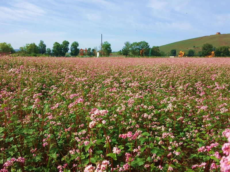 荞麦花盛开的季节陕北最美的时间
