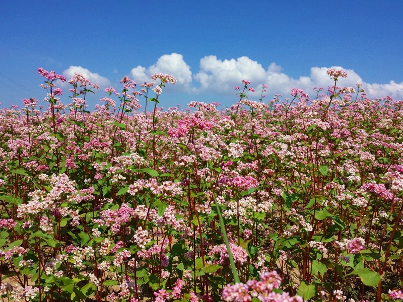 荞麦花盛开的季节陕北最美的时间