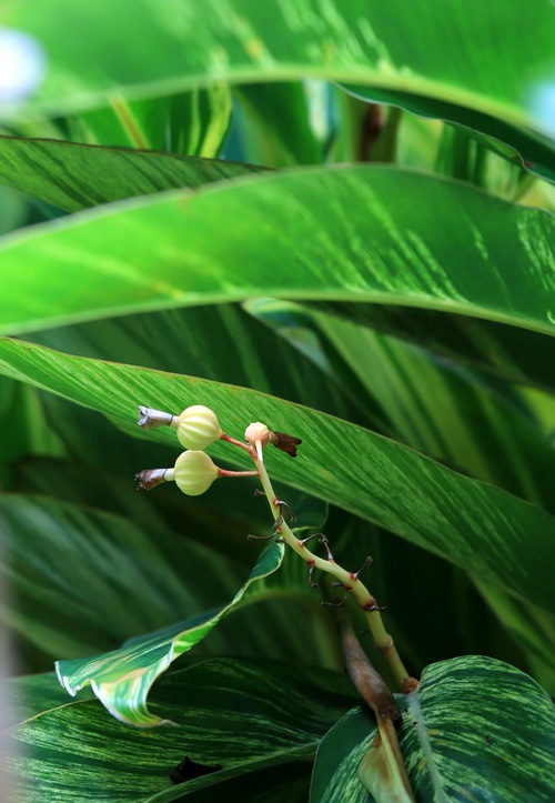 花叶良姜的果