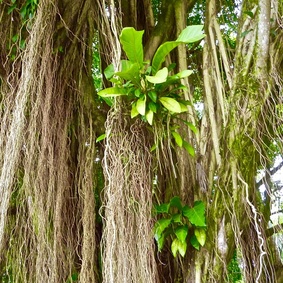 哥斯达黎加利蒙雨林之梦costaricalimon