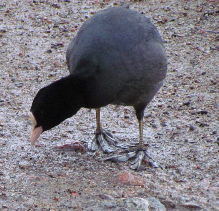 白骨顶鸡(爪)&凤头潜鸭(雌)&家鸦-红山脚下的游客-搜狐博客