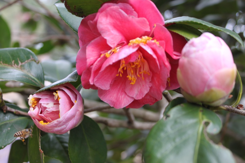 百变花王五色茶花1