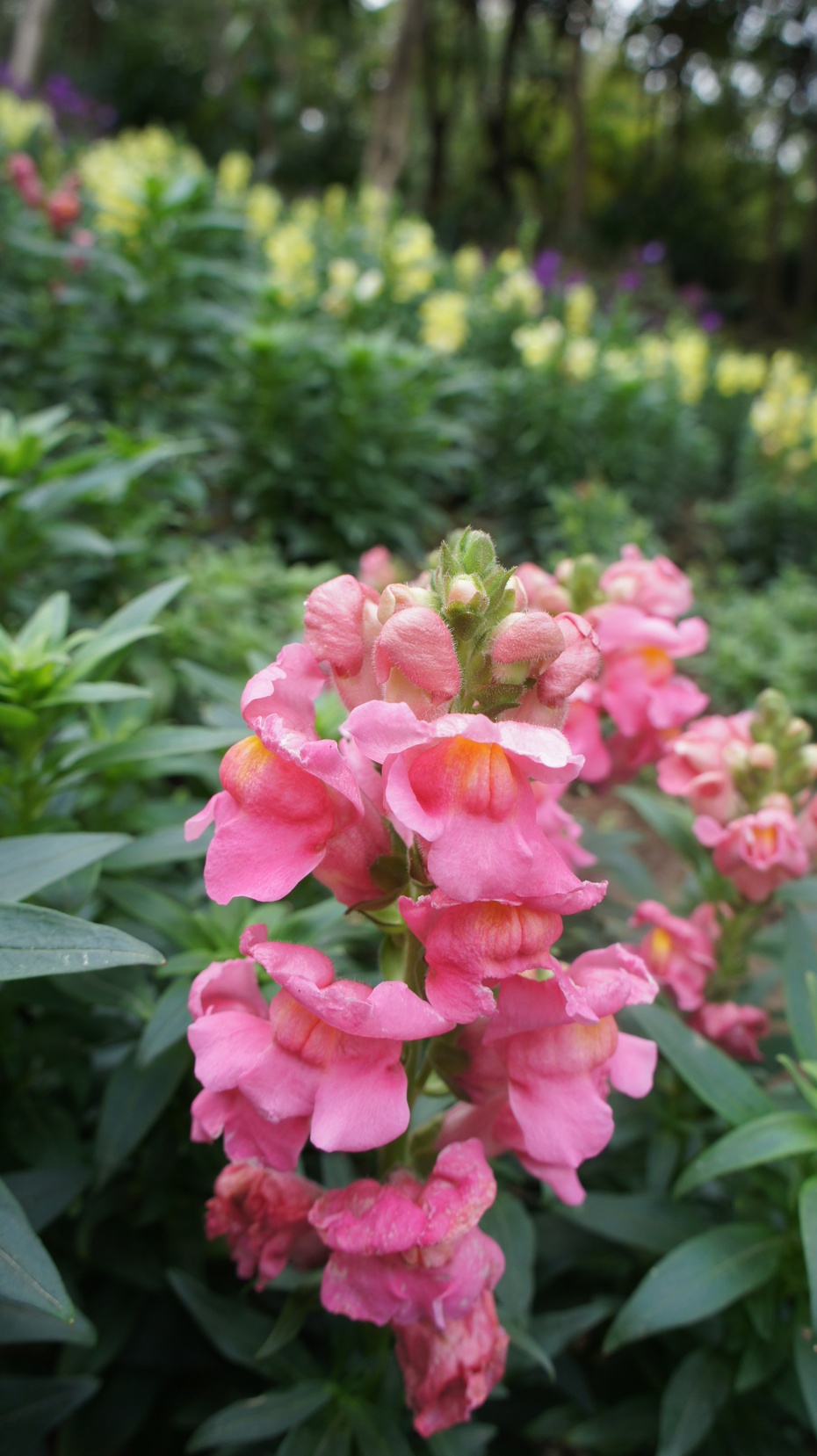 广西南宁:青秀山上那些花