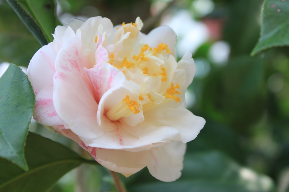 百变花王五色茶花2