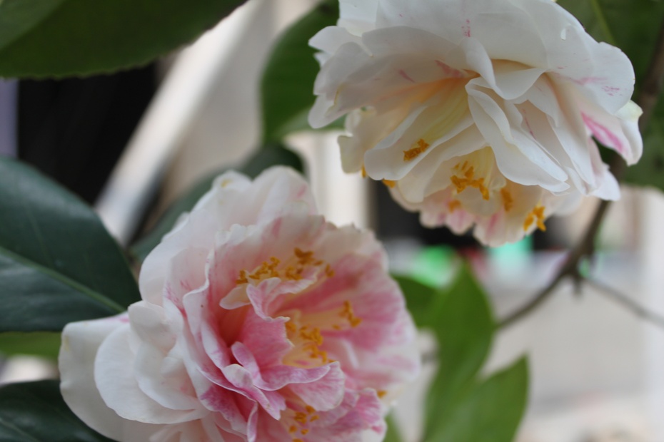 百变花王五色茶花2