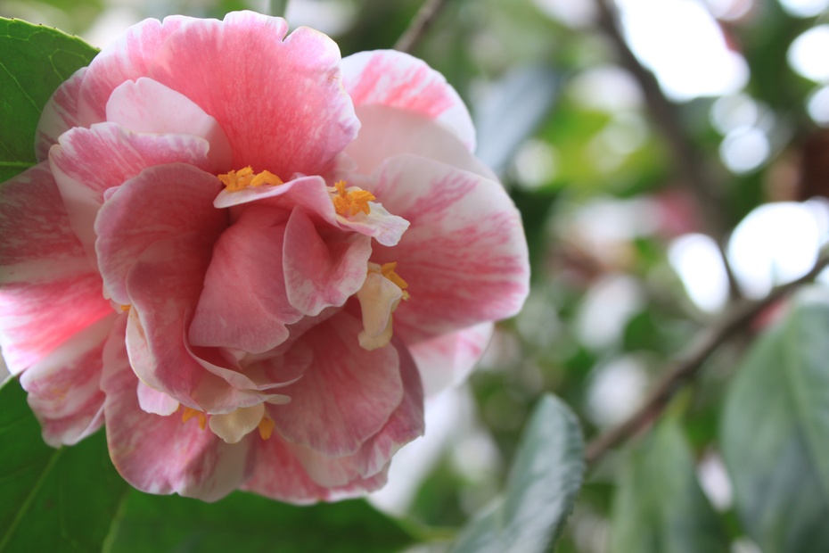 百变花王五色茶花2