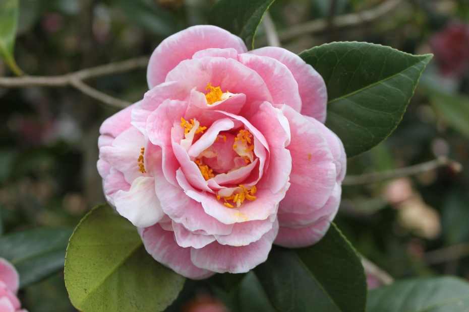 百变花王五色茶花1