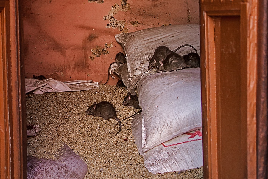 印度啊印度德萨努克老鼠庙