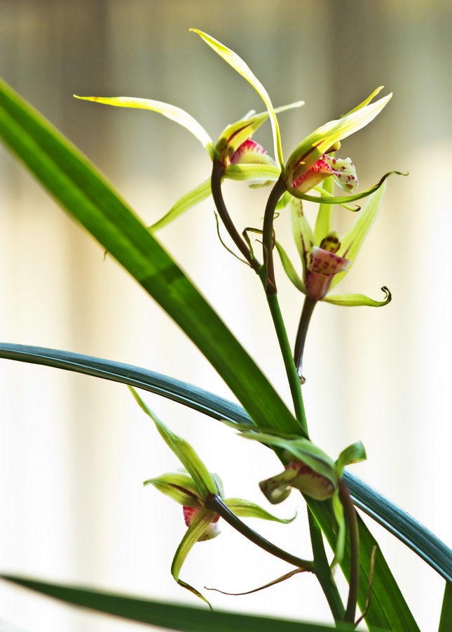 蕙芳园兰梅竞香,唐花坞蝶兰争妍