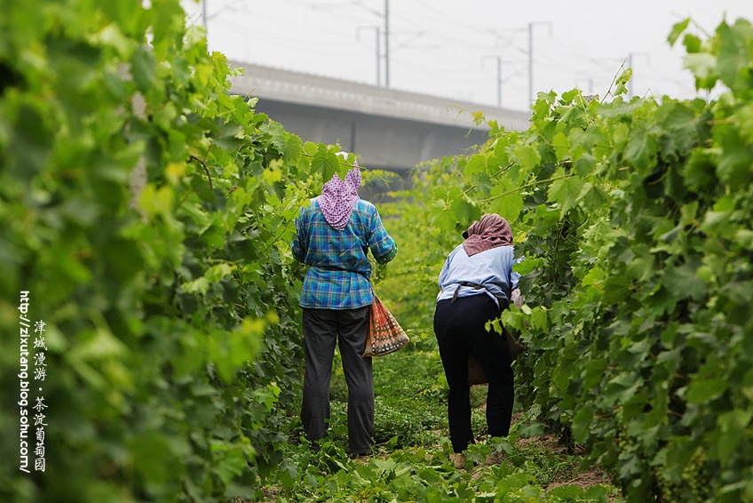 【津城漫游】约吗,九月茶淀玫瑰香(3)