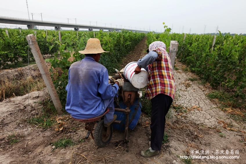 【津城漫游】约吗,九月茶淀玫瑰香(3)