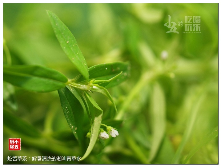 【占星】蛇舌草茶:解暑清热的潮汕青草水