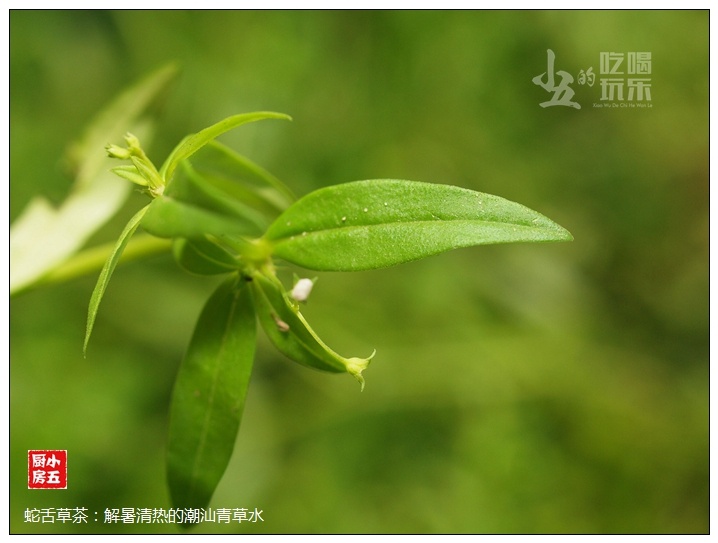 【占星】蛇舌草茶:解暑清热的潮汕青草水