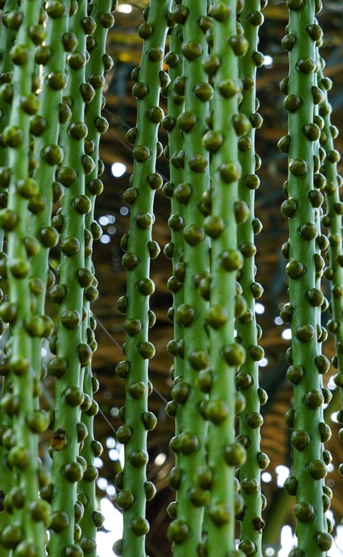 桄榔201412广东深圳桄榔别名:莎木,南椰,(砂糖椰子,糖树,糖棕).