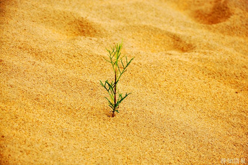 一株小草一起戏沙的父子一对情侣风的痕迹在松散的沙漠上行走,不是