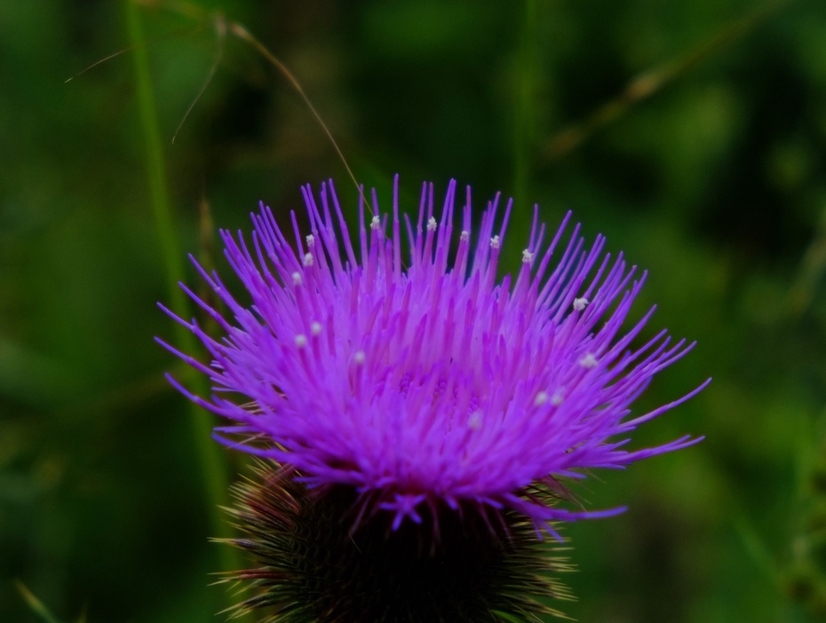 这个我也叫不上来,刺猬花?