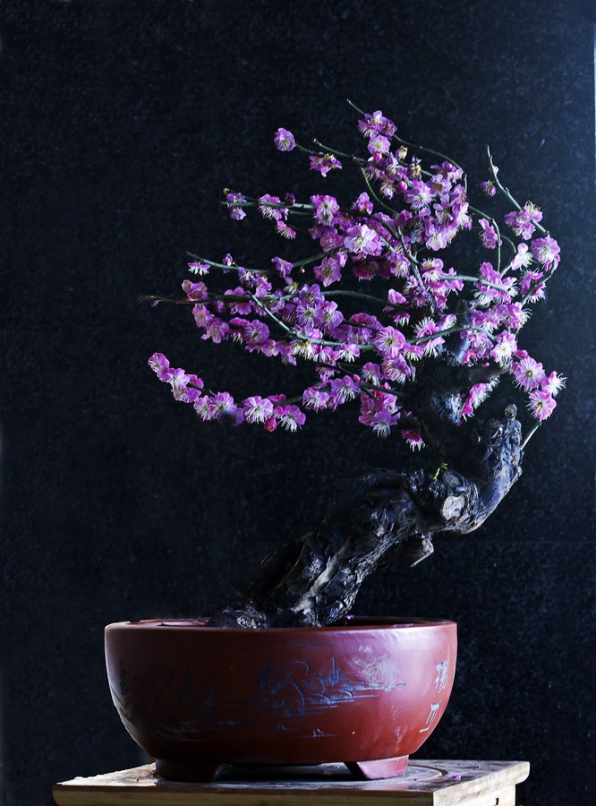 梅花在寒冬开放, 中华文化有谓"春兰,夏荷,秋菊,冬梅",梅花凭着耐寒的