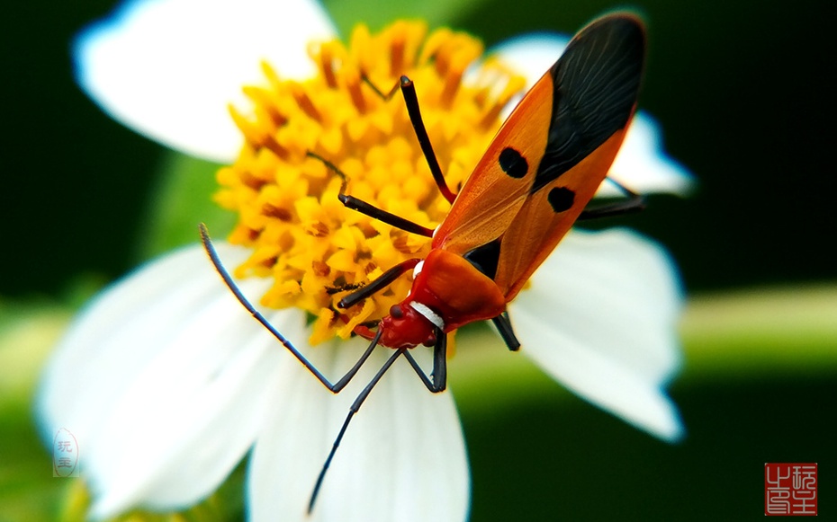近得(7)--人面蝽