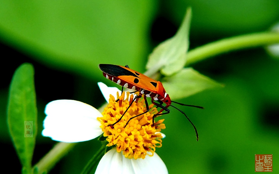 近得(7)--人面蝽