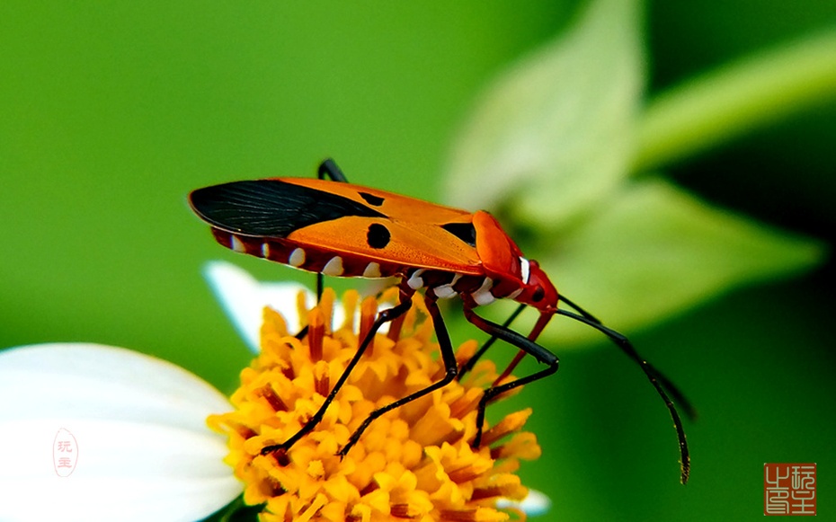 近得(7)--人面蝽