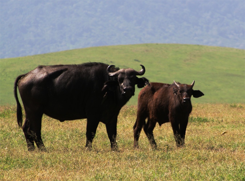 【转载】火山口中-马赛人和野生动物的乐园