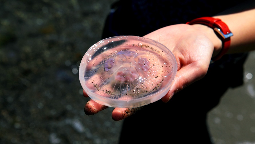 [15]近海处,飘着许多这种透明的小生物问问大家,这是海蜇吗[16]