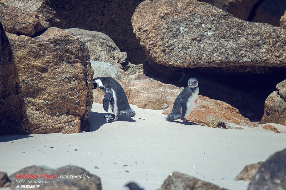 非洲企鹅,沙滩上摇曳的萌物