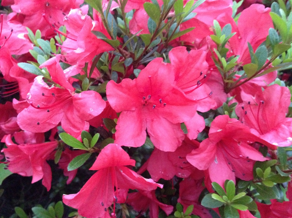 桂林榕湖畔:杜鹃花次第绽放