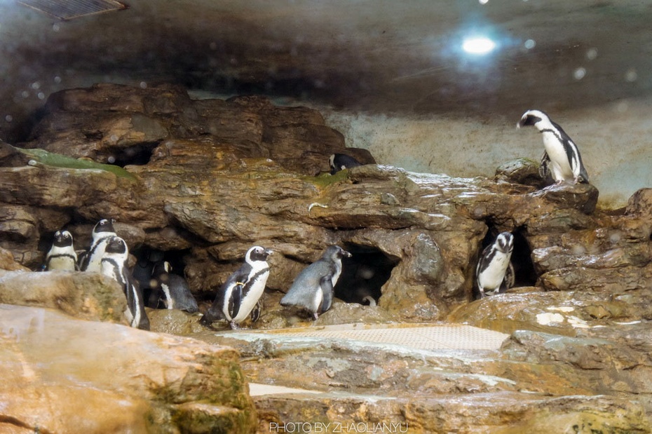 企鹅馆是台北动物园除了熊猫馆外最火爆的场馆了,和广州动物园不同的