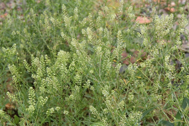 庆元植物750十字花科独行菜属北美独行菜