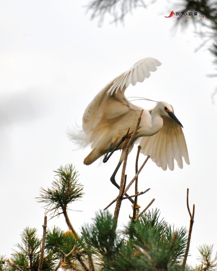 黄昏里双宿双栖的牛背鹭