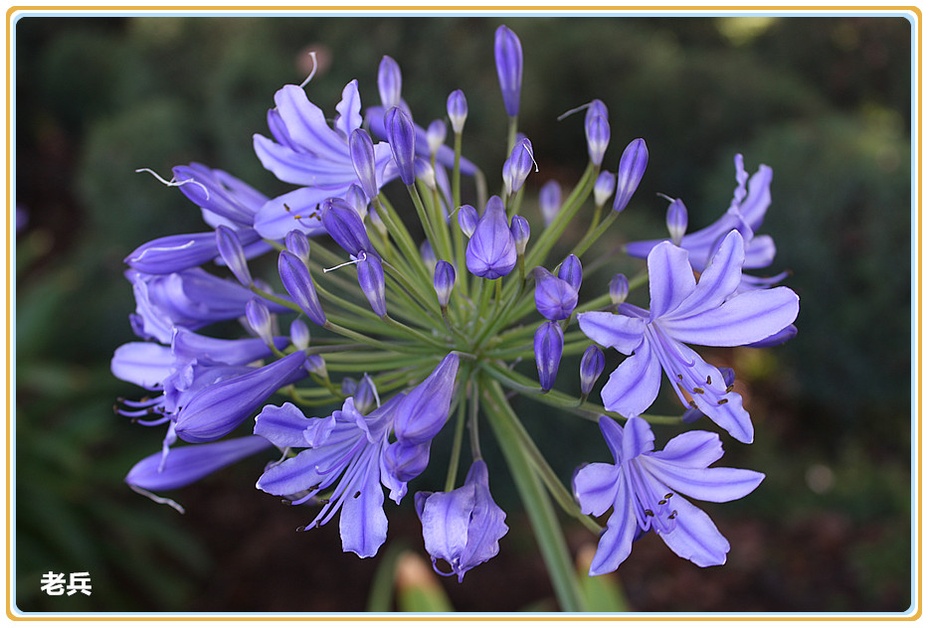 来自非洲的爱情之花-老兵-搜狐博客