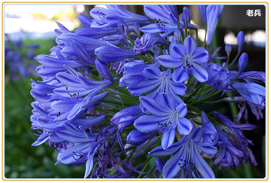 来自非洲的爱情之花-老兵-搜狐博客