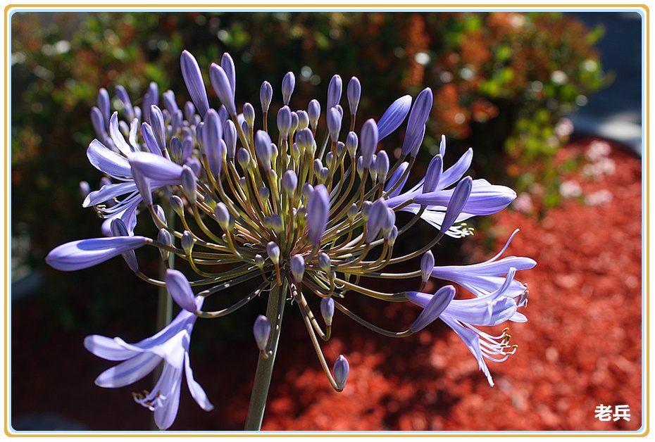 来自非洲的爱情之花-老兵-搜狐博客