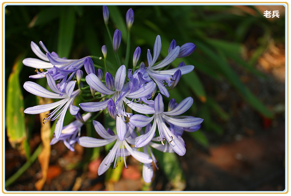 来自非洲的爱情之花-老兵-搜狐博客