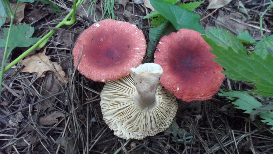 毒红菇russulaemetica