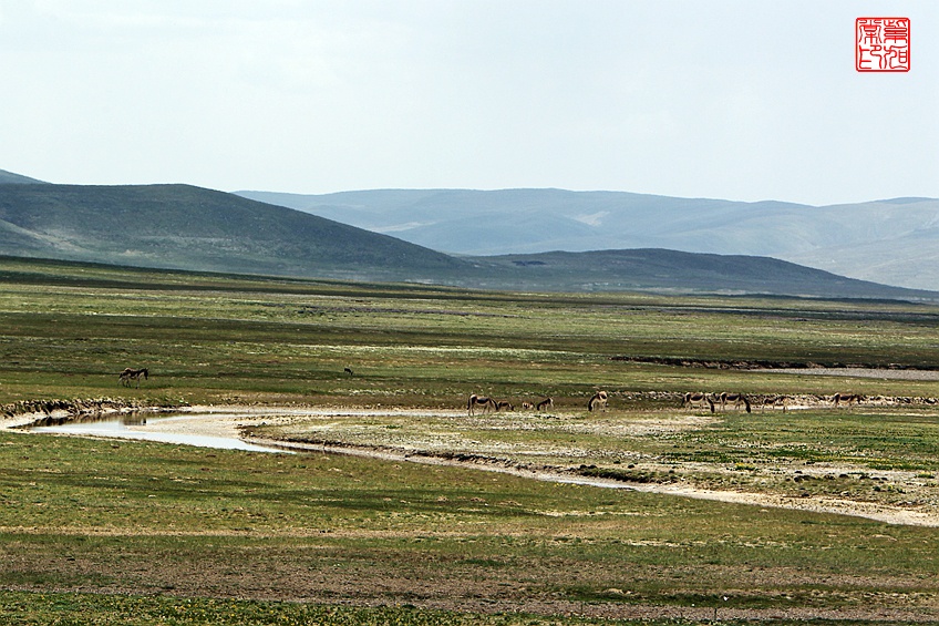 【大美青海】苦海有边,路遇野驴群